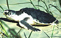kemp_140606