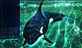killer-whale_221111