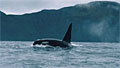 killer-whale_291111
