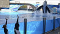 killer-whales_070212