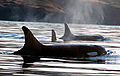 killer_whales_171105