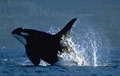 killerwhale_021003