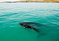 kimberley-whale_190412
