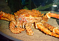 king-crab_070911