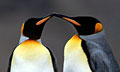 king-penguins_120208