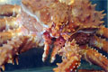 kingcrab_170208