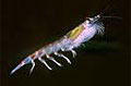 krill_240308
