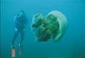 kurage_diver_081205