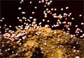 larvae_310506