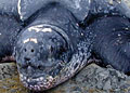 leatherback_010506