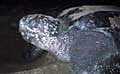 leatherback_011104