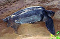 leatherback_020711