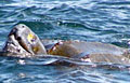 leatherback_100611