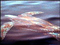 leatherback_230603