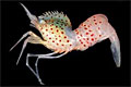 lebbeus-shrimp_230309
