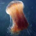 lion's_mane_240507