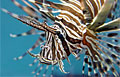 lionfish_010608