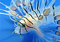 lionfish_140710