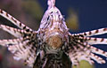 lionfish_210606