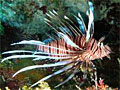 lionfish_251010