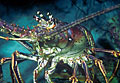 lobster_250506