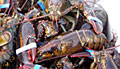 lobsters_010508