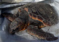 loggerhead-stranding_220308