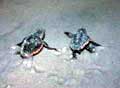 loggerhead_050903