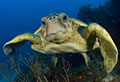loggerhead_051110