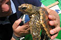 loggerhead_080909