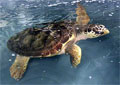 loggerhead_110310