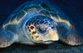 loggerhead_151003