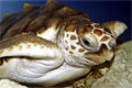 loggerhead_161107
