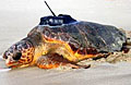 loggerhead_240506