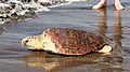 loggerhead_240507