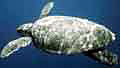 loggerhead_310703