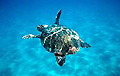 loggerhead_turtle_270905