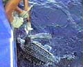 longline_turtle_
