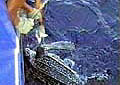 longlineturtle_070405
