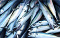 mackerel_250810