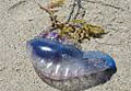 man-of-war_220807
