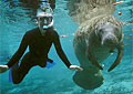 manatee_040209