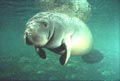 manatee_110107