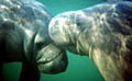 manatees_111104