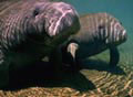 manatees_290903