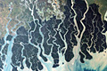 mangrove-loss_070508