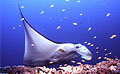 manta_100507