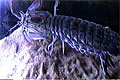 mantis_151106
