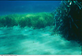 marine_habitat_050807