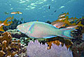 marine_reserve_050108